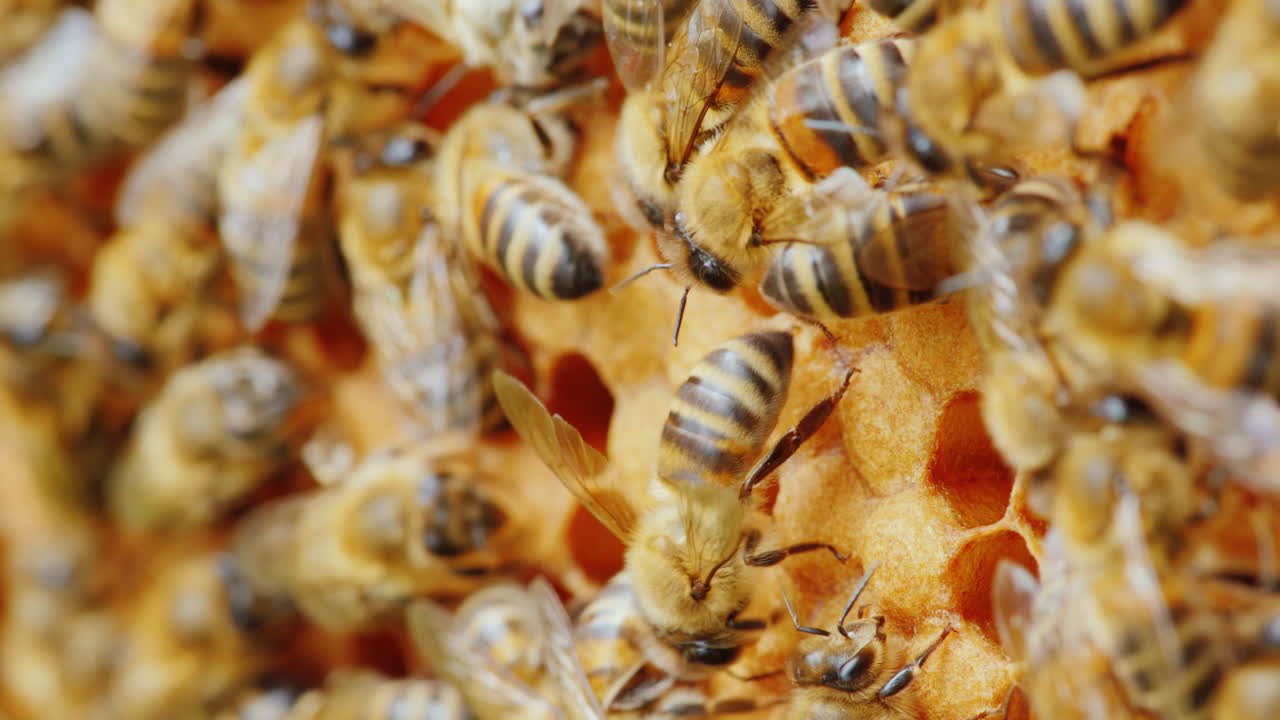las abejas trabajan en videos de panales con poca profundidad de campo 4k video de 10 bits