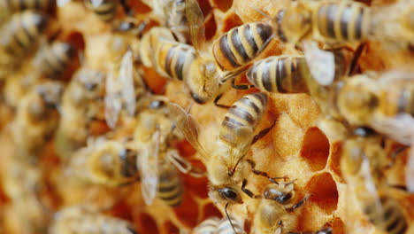 Bienen-Arbeiten-An-Wabenvideos-Mit-Geringer-Schärfentiefe-4k-10-Bit-Video