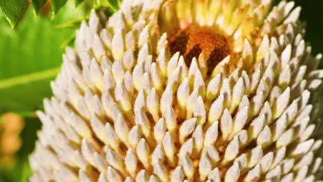 detailed view of a blooming banksia flower