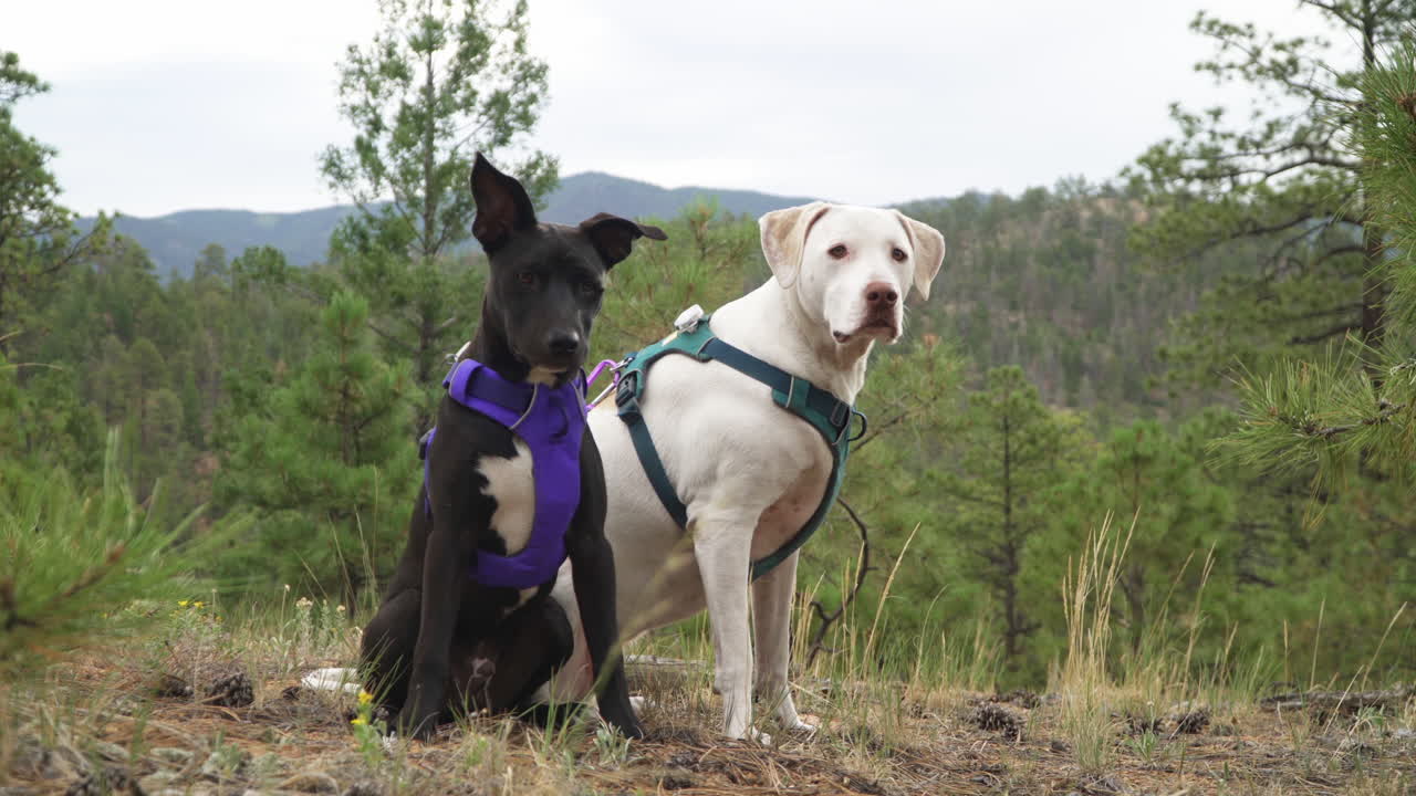 Two dogs look out into the evergreen forest on a nature hiking trail.