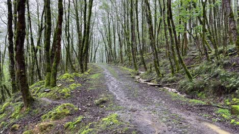 fuertes lluvias en el camino del bosque y el riesgo de inundaciones y deslizamientos de tierra peligro durante una caminata en las estribaciones de las montañas en las tierras altas de oriente medio asia en la temporada de primavera tormenta manson disfrutar de un hermoso paisaje