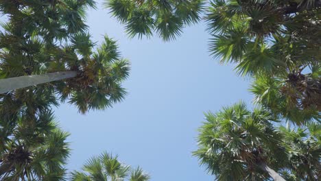 landscape green palm trees spring against clear sky
 pov camera background . mexico.