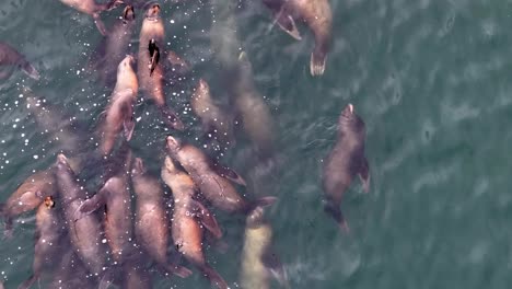 group of sea lions swimming in the ocean