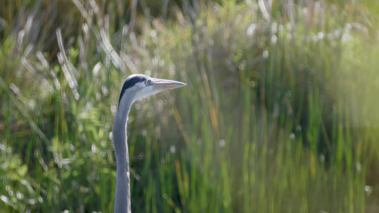 A great blue heron stands quietly amid tall green grasses, blending into the wild marsh landscape under the warm sunlight