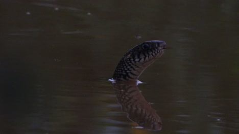 Serpiente-De-Rata-Común-En-El-Estanque.