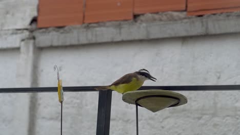 Clip-De-Mano-De-Un-Gran-Kiskadee-En-Un-Comedero-Para-Pájaros