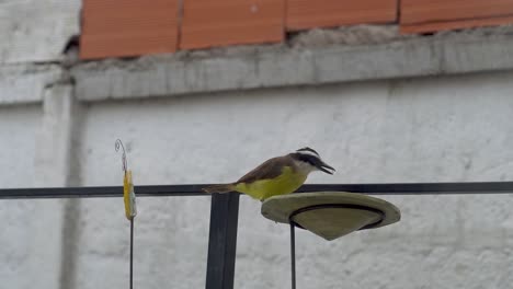 clip de mano de un gran kiskadee en un comedero de pájaros