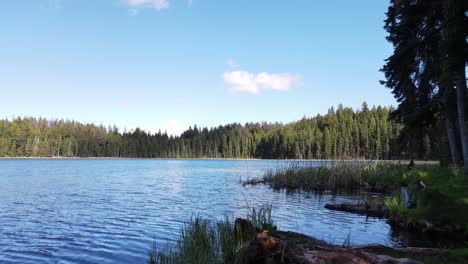 cinematic shot of a lake in the middle of a pine forest