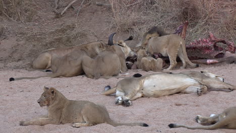 Grupo-De-Leones-Alimentándose-De-Cadáveres-De-Búfalos,-Otros-Descansando