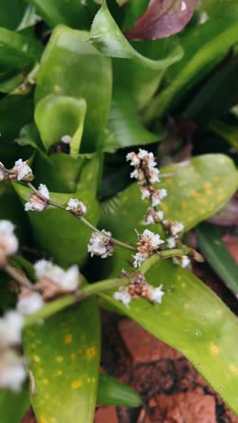 close-up of small white flowers on plants