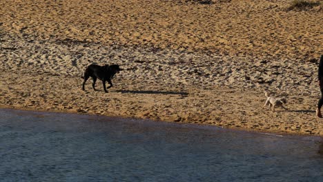 two dogs running along the beach
