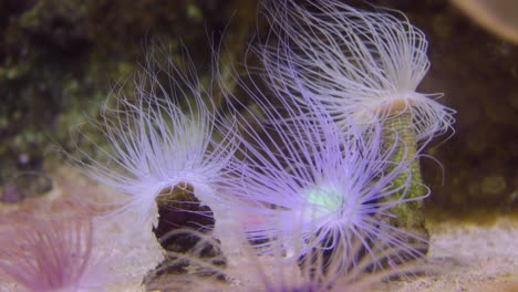 Zylinderanemone-Oder-Farbige-Röhre.-Cerianthus-Ist-Eine-Gattung-Röhrenbewohnender-Anemonen-Aus-Der-Familie-Der-Cerianthidae.-Mitglieder-Der-Gattung-Kommen-Weltweit-Vor.-Sie-Sind-Raubtiere,-Aasfresser-Und-Allesfresser