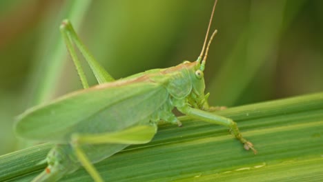 saltamontes verdes camuflados sentados en la hoja de la planta verde