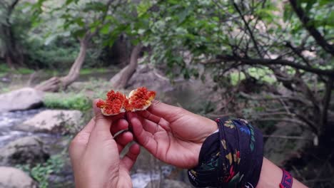 woman opens fresh fig to reveal chewy red flesh and seeds inside