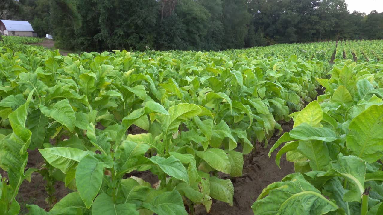 cultivo de tabaco en un campo en el sur del condado de orange, carolina del norte
