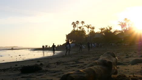 A-group-of-surfers-with-surfboards-walking-the-beach-in-silhouette-at-Rincon-point-in-California-after-catching-an-ocean-wave