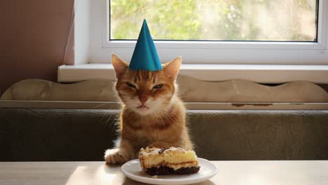 cute home ginger cat eating birthday cake. birthday cat. cap on the head. anniversary or holiday cat. 4k