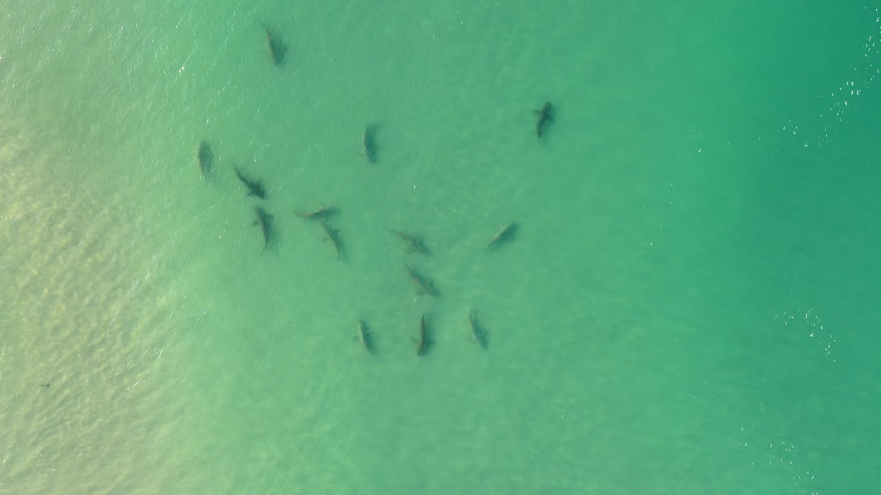 tiburones en el océano