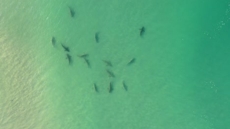 tiburones en el océano