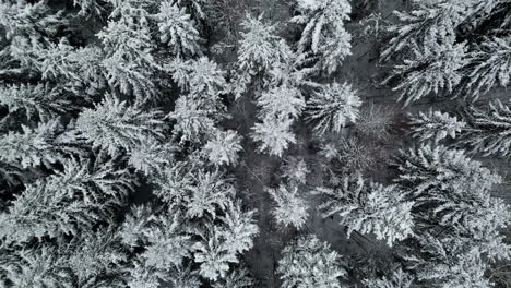 Vista-Aérea-Sobre-Copas-De-árboles-Heladas-Y-Nevadas-En-Un-Día-Nublado---De-Arriba-Hacia-Abajo,-Disparo-De-Drones