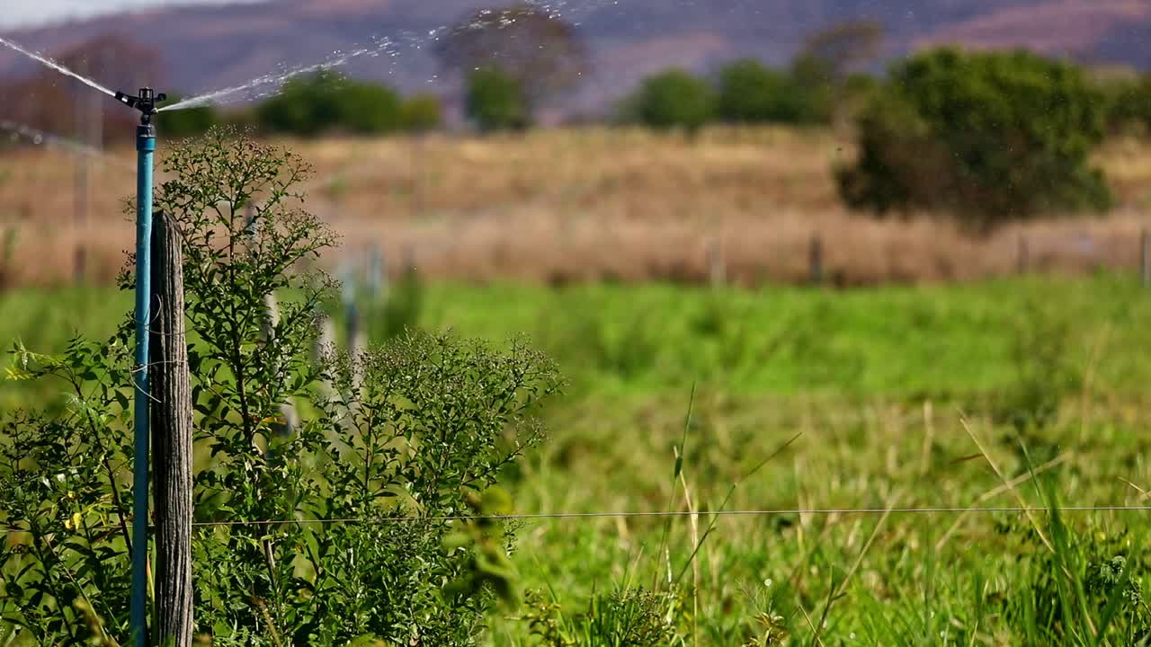 aspersores de tierras de cultivo que riegan un campo de cultivos durante un año de sequía