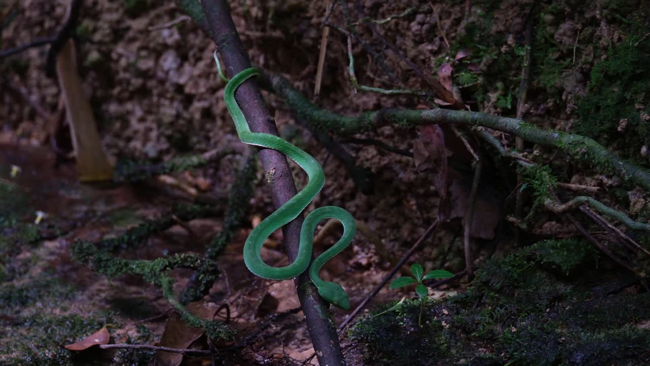 Revealing its full length while on a branch positioned to strike anytime during the afternoon in the dark of the forest at a stream, Vogel's Pit Viper Trimeresurus vogeli, Thailand