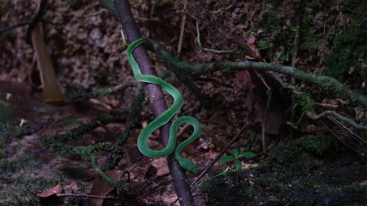 Revealing its full length while on a branch positioned to strike anytime during the afternoon in the dark of the forest at a stream, Vogel's Pit Viper Trimeresurus vogeli, Thailand