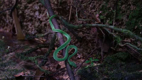 Revelando-Su-Longitud-Completa-Mientras-Está-En-Una-Rama-Posicionada-Para-Atacar-En-Cualquier-Momento-Durante-La-Tarde-En-La-Oscuridad-Del-Bosque-En-Un-Arroyo,-Víbora-De-Vogel-Trimeresurus-Vogeli,-Tailandia