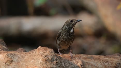 perched on a fallen log as it looks so innocent before pooping, white-throated rock-thrush monticola gularis female, thailand