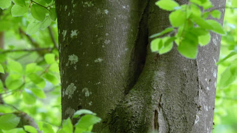 adult great tit bringing food to offspring in natural tree cavity nest