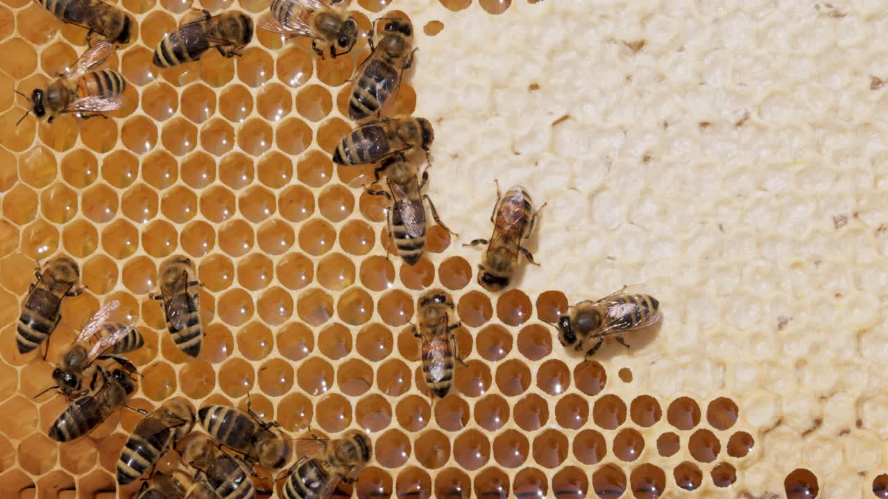 Api da miele che lavorano a stretto contatto su un favo. Le api sono note soprattutto agli esseri umani per il loro ruolo ecologico di impollinatori