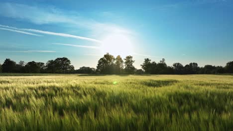 Smooth-drone-flight-by-sunset-over-a-cornfield-in-summer