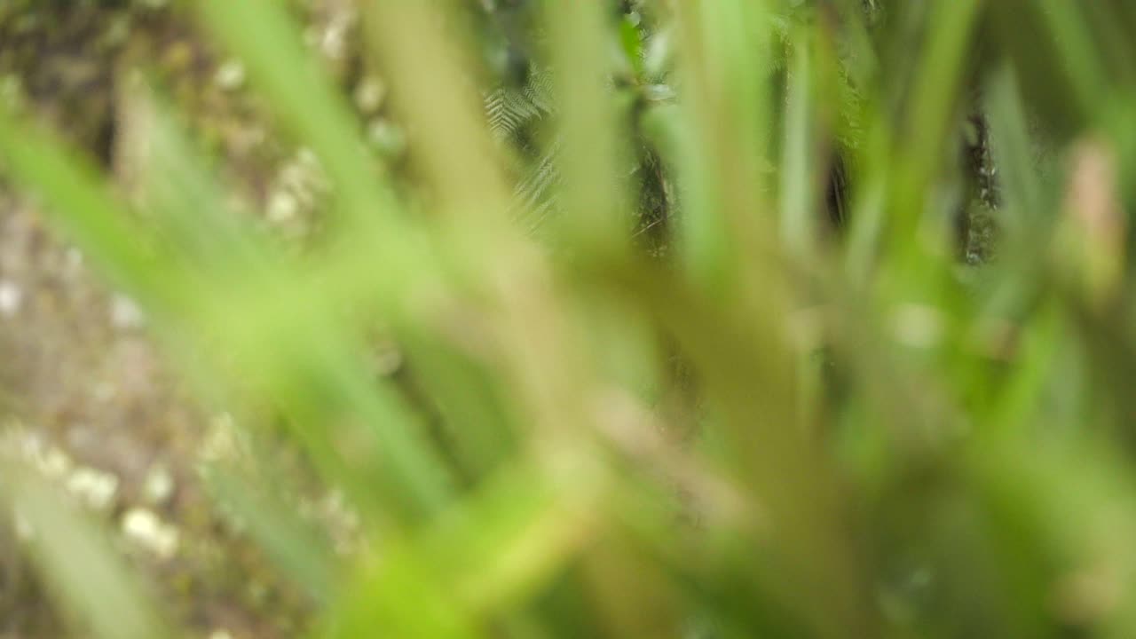 Dolly left revealing a red Maori carving statue standing in the middle of a forest