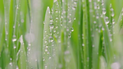 green grass close-up super macro shooting.