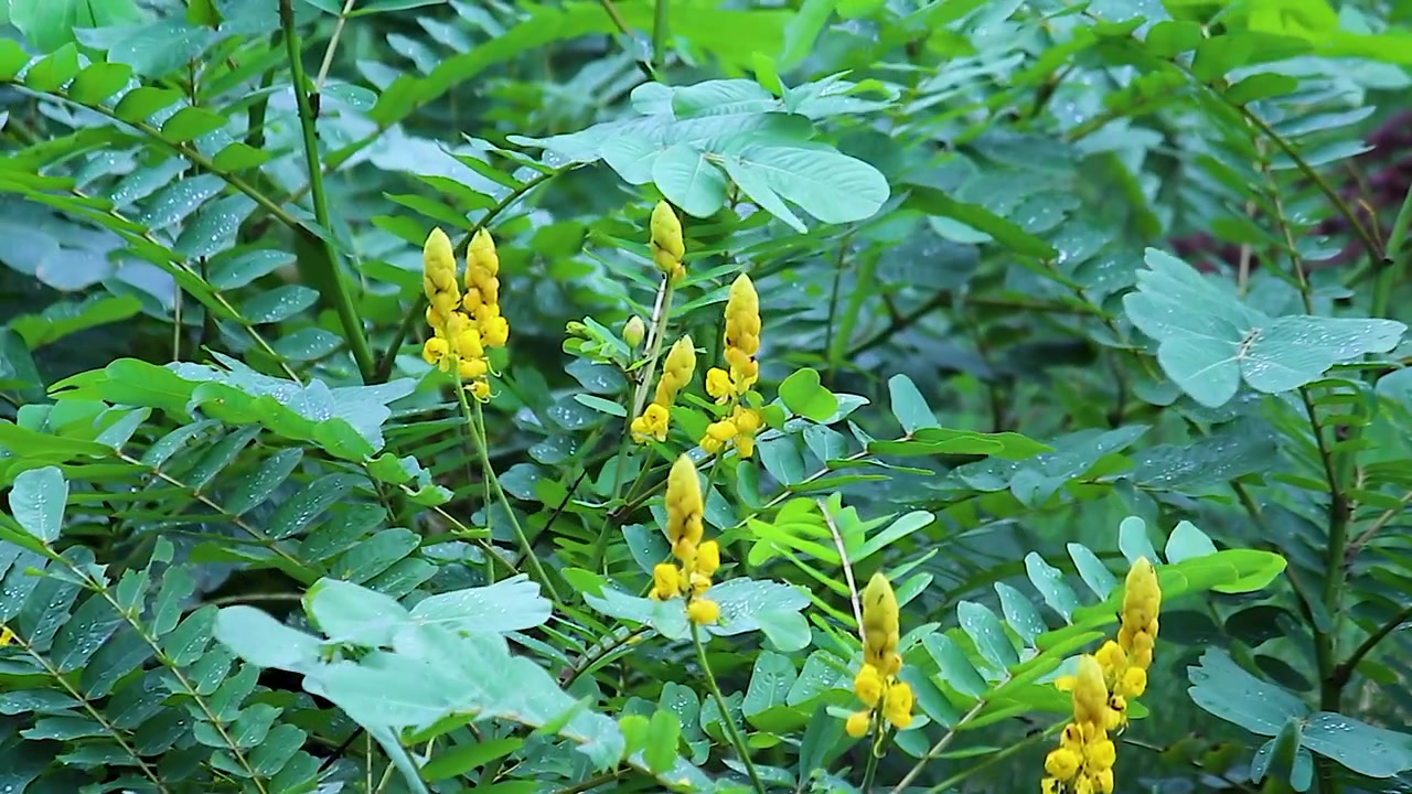 Green leaves and yellow flowers swaying in monsoon wind, fresh wet foliage and natural plant movement creating peaceful tropical nature background.