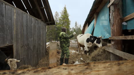 farmer tending to cows in a barn during winter