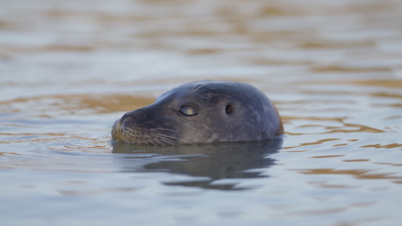 Vista frontal de una foca común (Phoca vitulina) muy adorable, asomando solo la cabeza fuera del agua