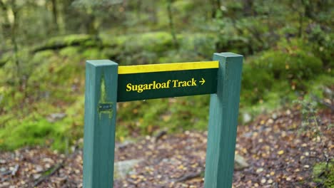 camera moves steadily toward a green sugarloaf track signpost along a mossy rainforest trail, with soft natural daylight and shallow depth of field