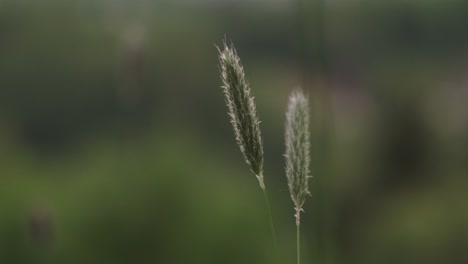 Wiese-Fuchsschwanz-Blume,-Filmische-Nahaufnahme-Mit-Verschwommenem-Hintergrund