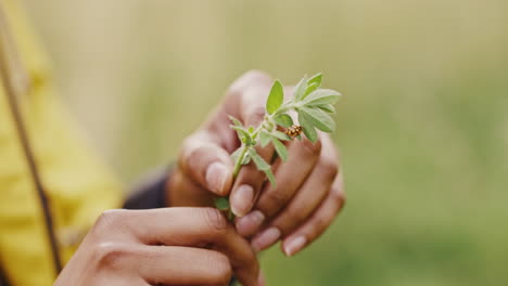 Mariquita,-Planta-Y-Mano-De-Mujer-En-La-Naturaleza