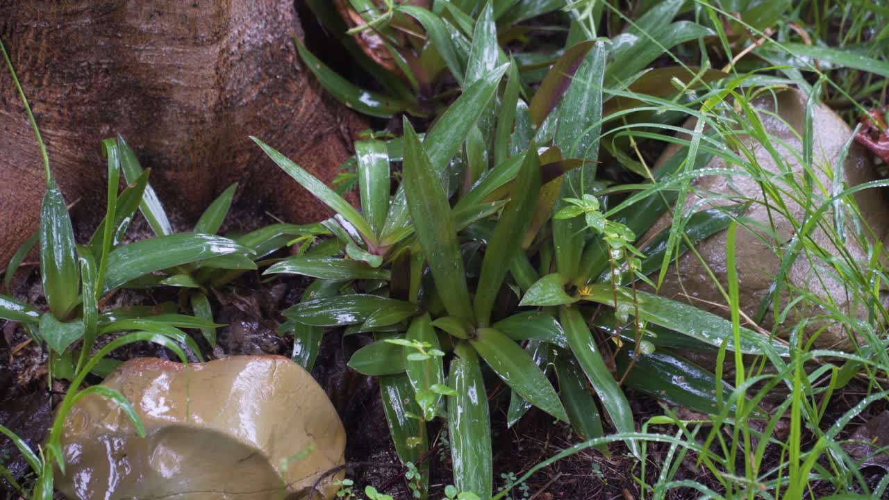 plantas de ostras moradas mojadas durante el clima lluvioso en el suelo del bosque de la isla tropical
