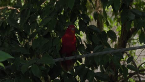 un pequeño loro rojo posado en un alambre en el parque de aves de bali