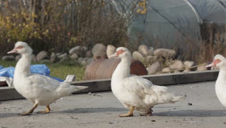 white geese go around the yard in the countryside