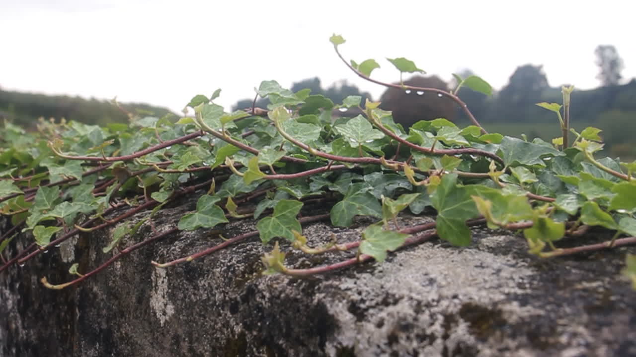 돌 벽 에 자라는 아이비