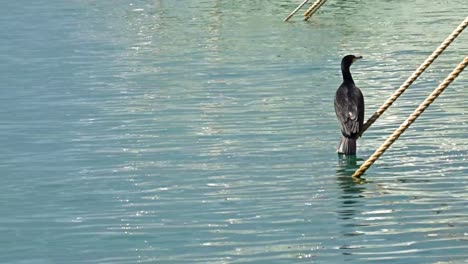 a cormorant sitting on a anchor rope