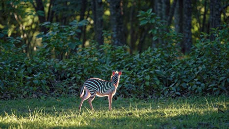 young zebra in a forest