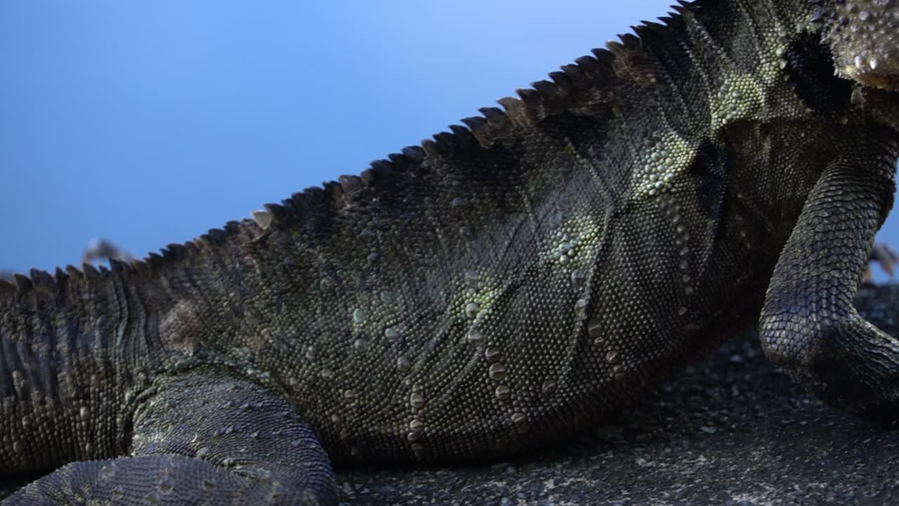 A lizard slowly crawling from tail to head in the urban setting of Gold Coast, Australia. Captured in slow motion.