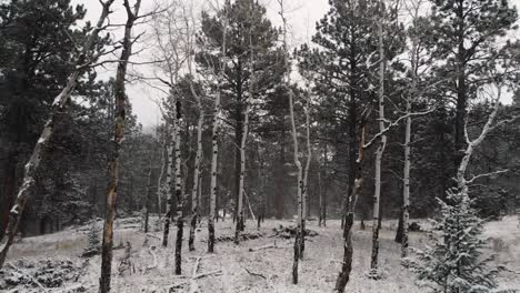 Moviéndose-A-Través-De-Los-árboles-En-Un-Bosque-Nevado-Mientras-Está-Nevando