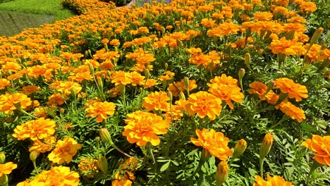 bright marigolds bloom in rama ix park