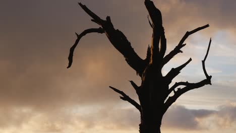 Sterbender-Alter-Baum-Vor-Dramatischen,-Orangefarbenen-Wolken